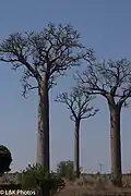 Adansonia za, southern Madagascar