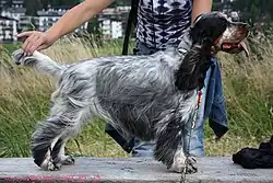 Blue Roan and Tan