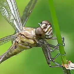 Closeup of head showing patterns on the synthorax and spine on the head.