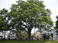 An example of a mature tree