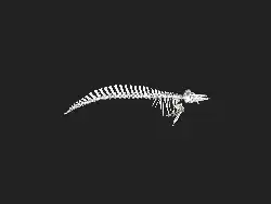 Zaphius cavirostris 3d scan