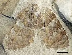 Undulopsychopsis (a lacewing insect)