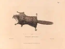 Drawing of squirrel