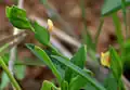 Zornia gibbosa