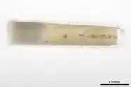 A slender white object, perhaps a fragment of a sea urchin spike